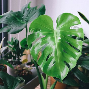Plantes